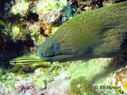 "What's all the fuss about" Green Moray poking his head o... by Bill Stewart 